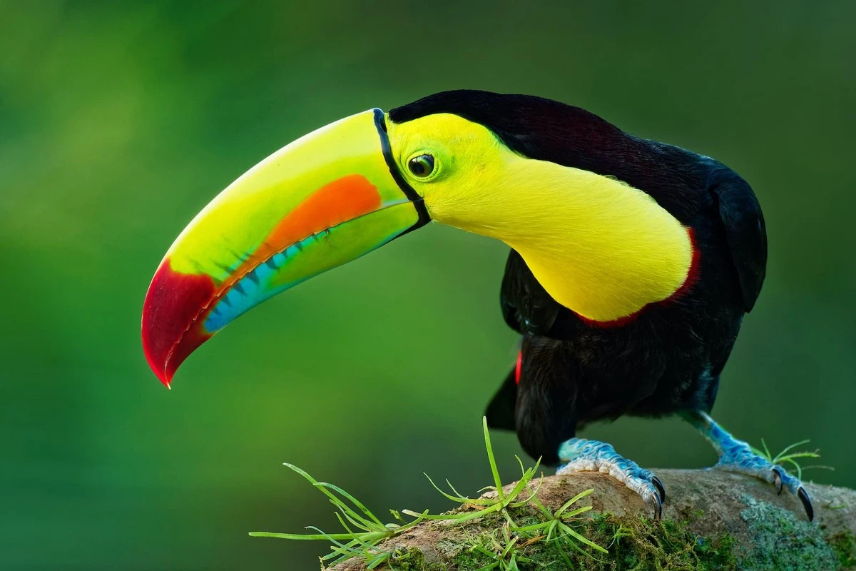 El secreto plumaje de un pájaro raro que fascina al mundo - image 1