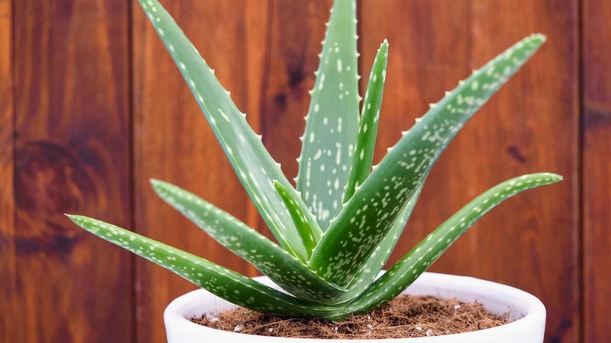 El truco del papel de aluminio para revivir tu aloe vera - image 1