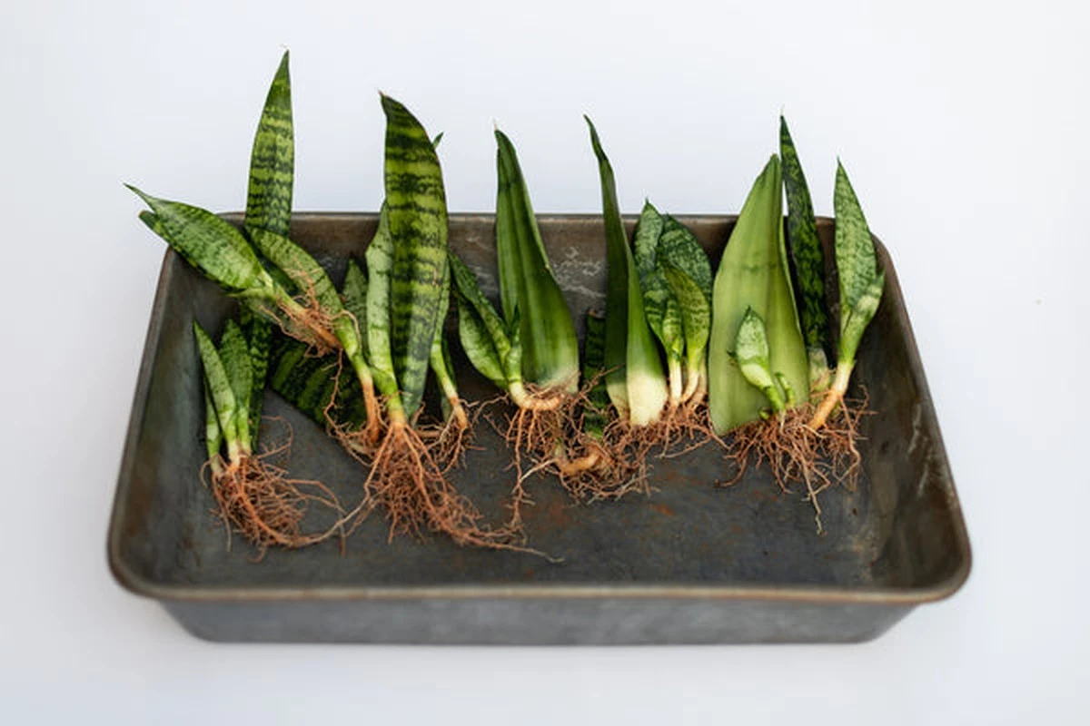 Enterrar un trozo de Sansevieria: el truco secreto de los jardineros para multiplicar tu planta - image 1