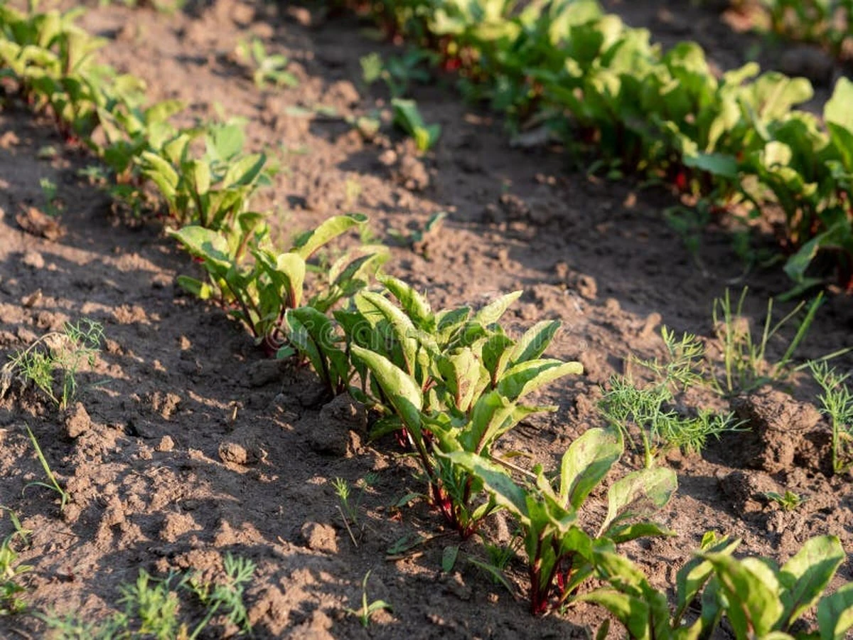 Esta planta rastrera transforma tu jardín en un generador de abono natural - image 1