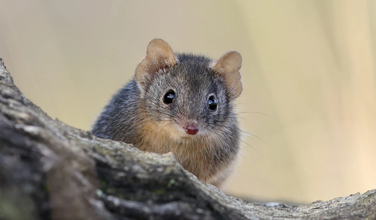 Este marsupial de apenas 3 gramos desconcierta a los biólogos: