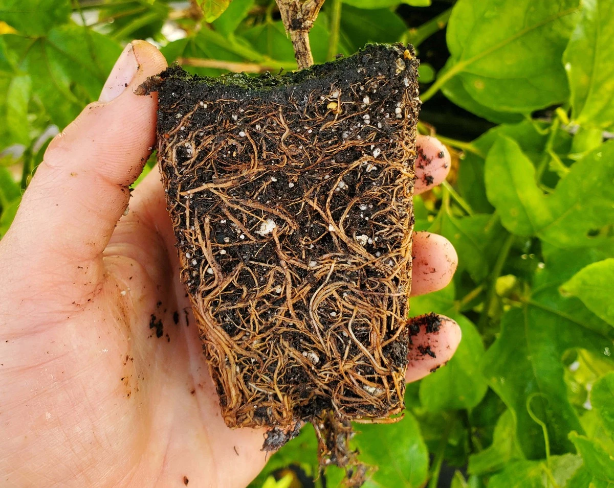 Evita esta trampa mortal común en tus plantas: la pudrición de raíz - image 1