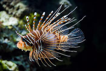 Ejemplar de pez león, una especie exótica que llegó al Mediterráneo por el Canal de Suez. (Christian Mehlführer/Wikimedia Commons)