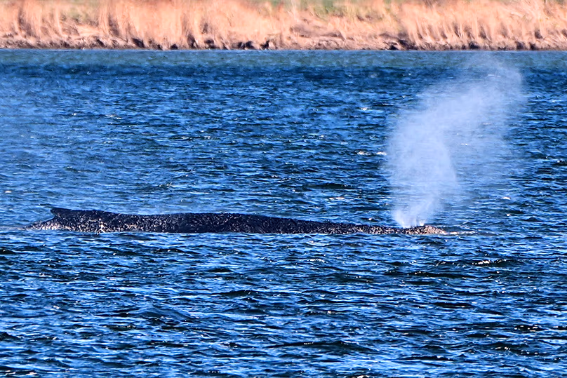 A stranded whale blows water as it got stuck on a sand bank in Kirchdorf on the island Poel, 9 April, 2026
