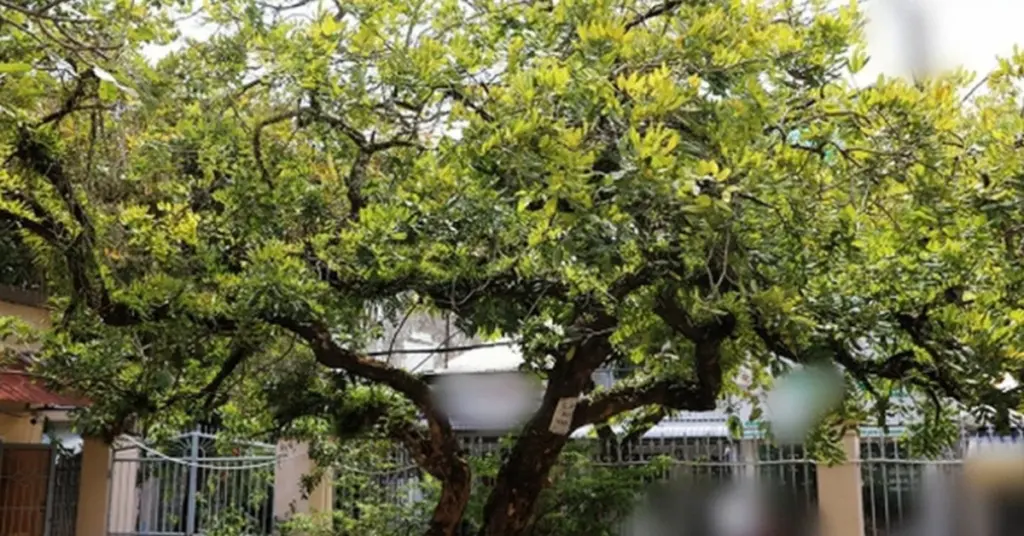 Feng Shui en casa: por qué tener Camellia chrysantha atrae la abundancia