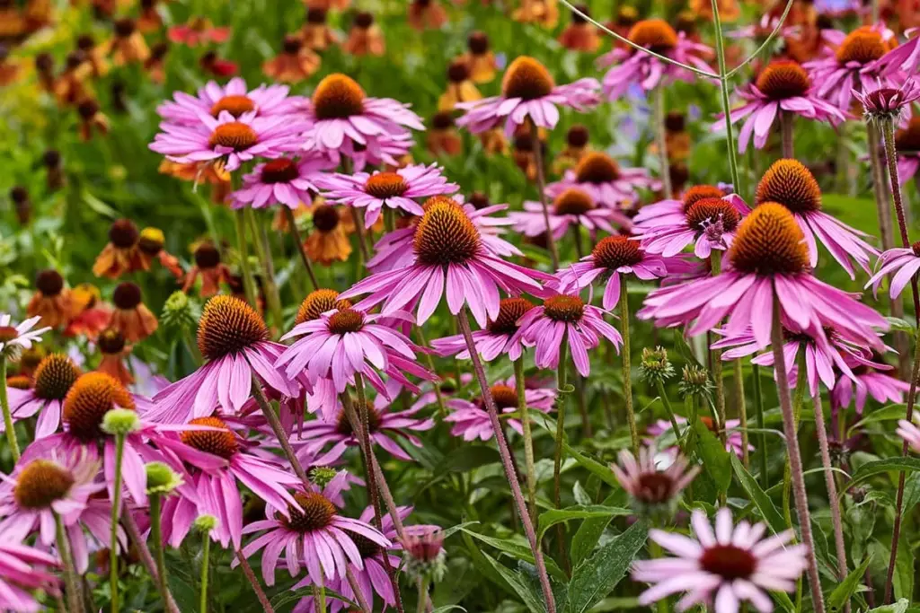 Flores ante el calor: el truco para cultivar Echinacea y Echinacea purpurea
