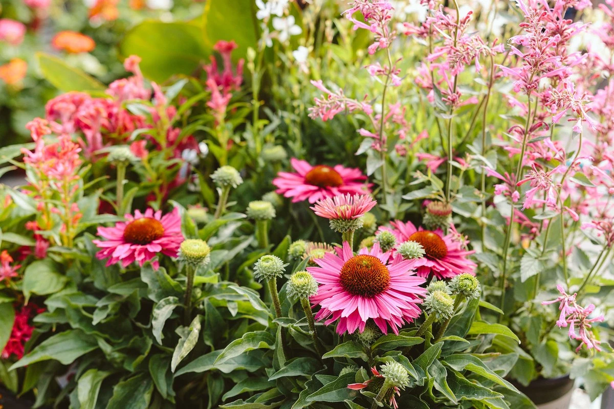 Flores ante el calor: el truco para cultivar Echinacea y Echinacea purpurea - image 1