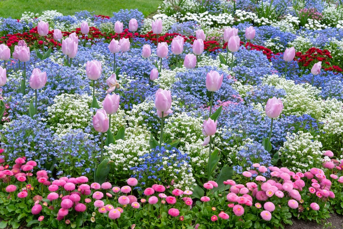 Flores espectaculares este verano: el truco de abril para tu Gladiolo y Plantas perennes - image 1