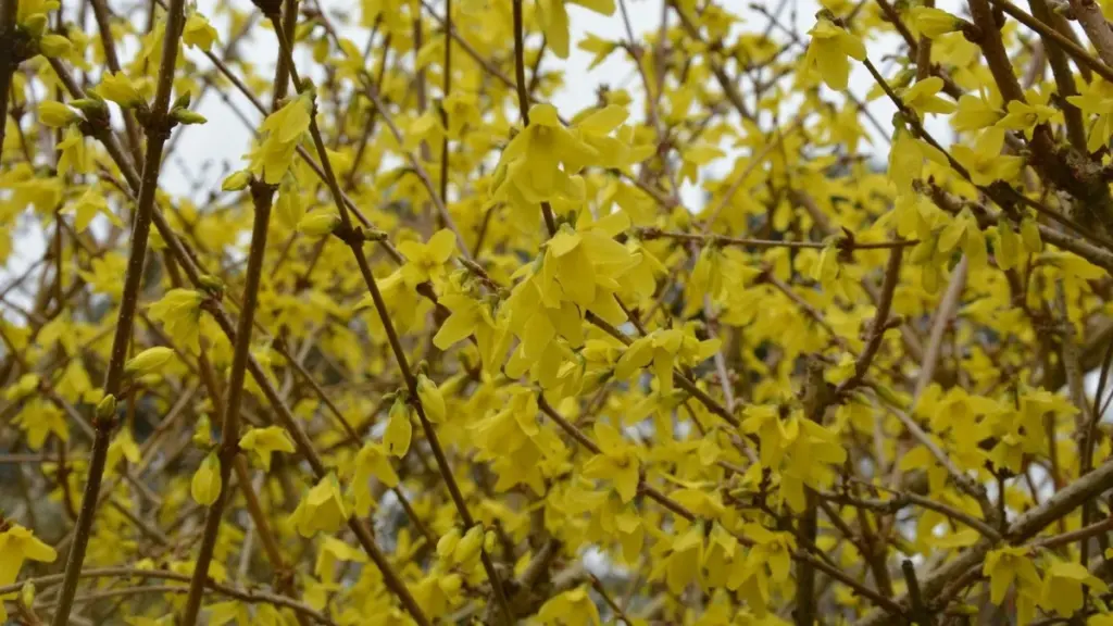 Forsythia en Abril: el truco de poda para una explosión dorada increíble