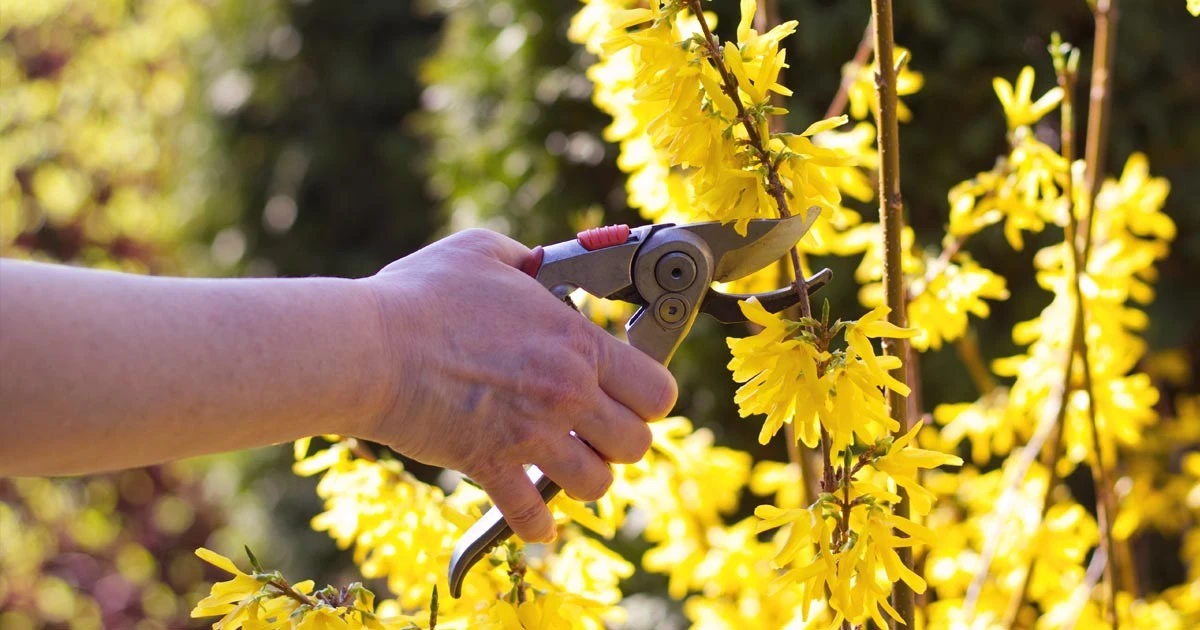 Forsythia en Abril: el truco de poda para una explosión dorada increíble - image 1