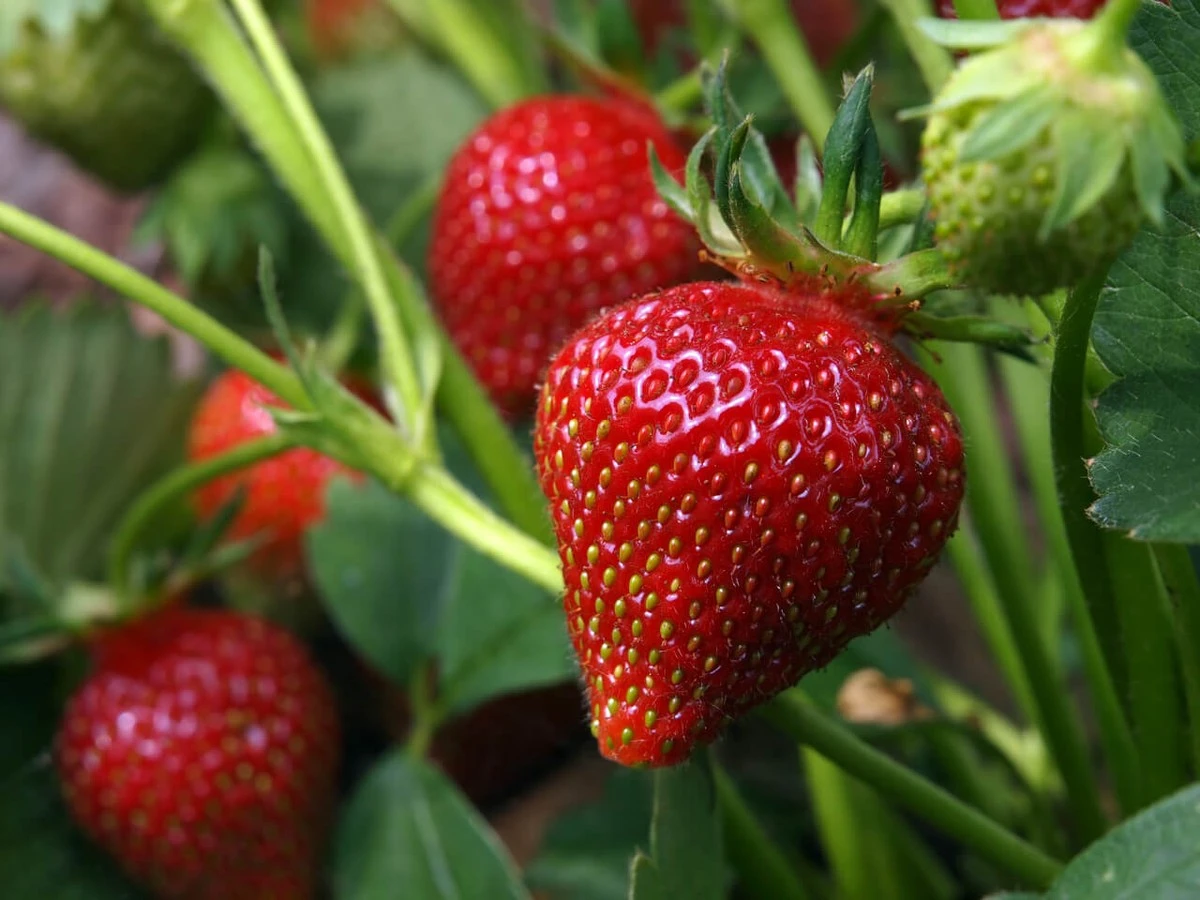 Fresa (Fragaria) gigante y dulce: el orden de los fertilizantes para cosechar cestas llenas - image 1