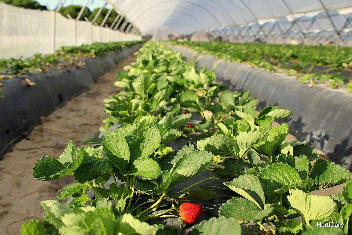 Fresas blandas: el método con Nitrato de calcio para una cosecha crujiente - image 1