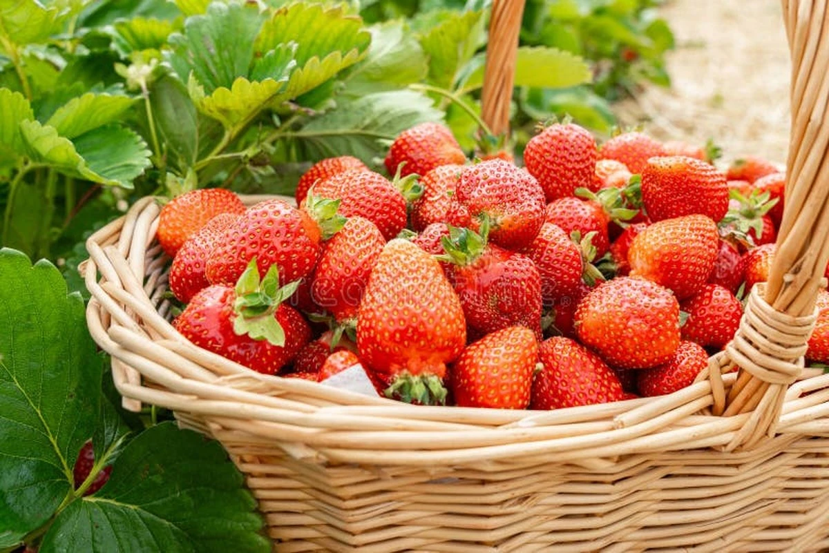 Fresas gigantes y dulces: el truco del Mantillo que debes aplicar antes de abril - image 1