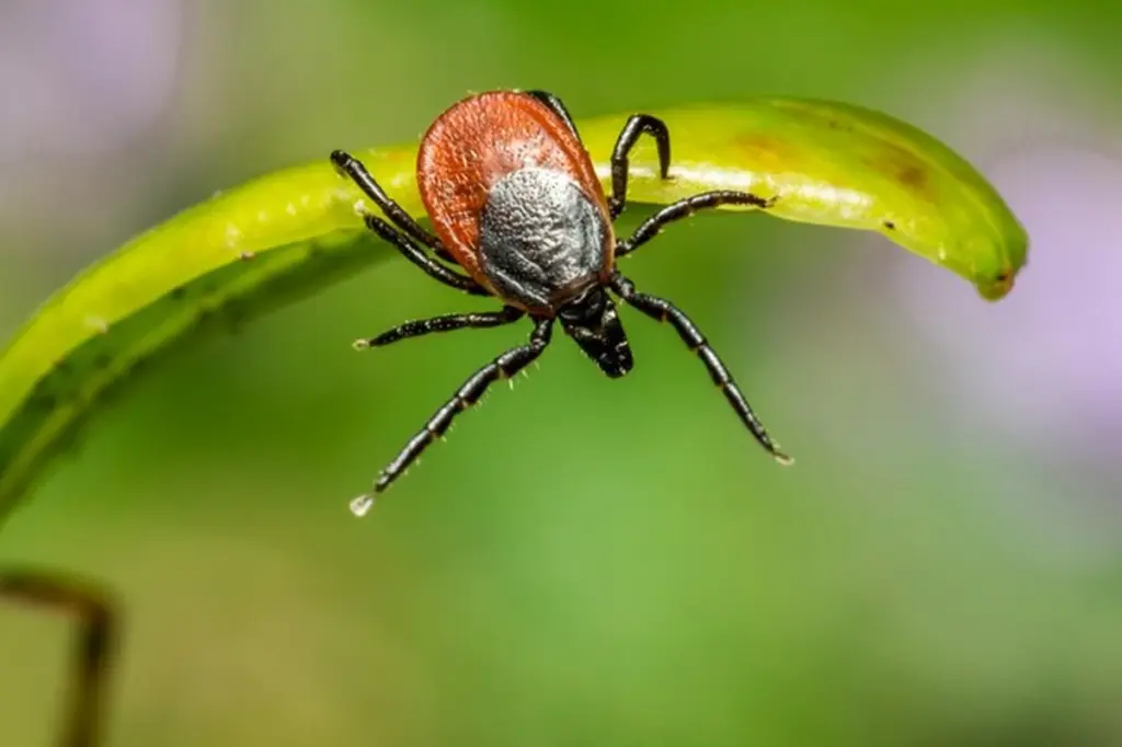 Garrapatas: el truco de 50 céntimos con aceites esenciales que las espanta