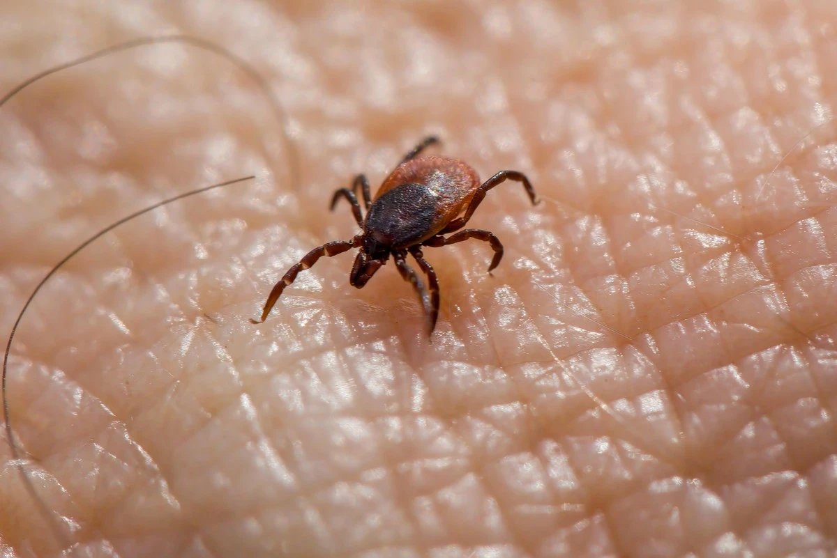Garrapatas: el truco de 50 céntimos con aceites esenciales que las espanta - image 1