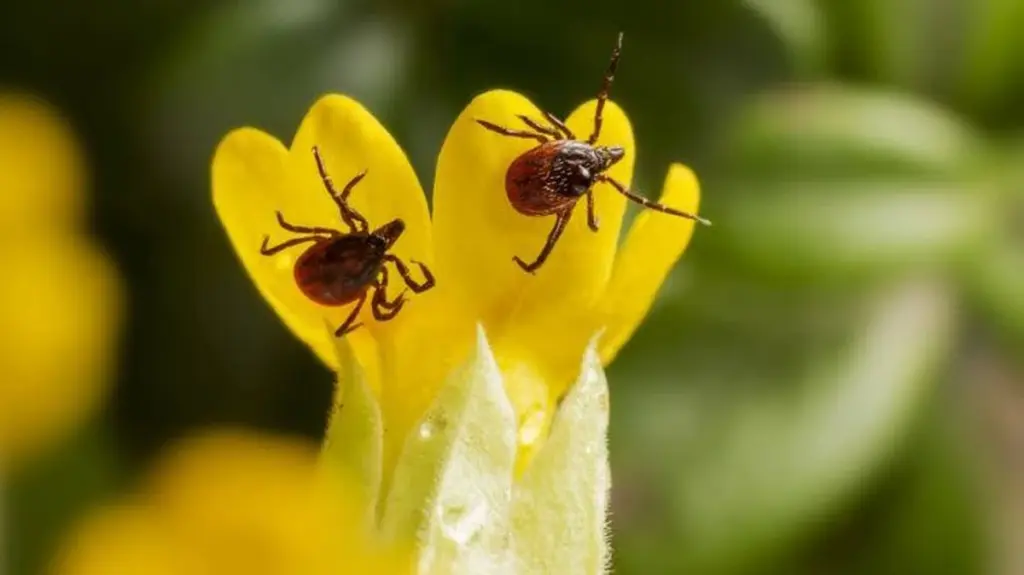 Garrapatas (Ixodida) en el jardín: protege tu casa con Cipermetrina este abril