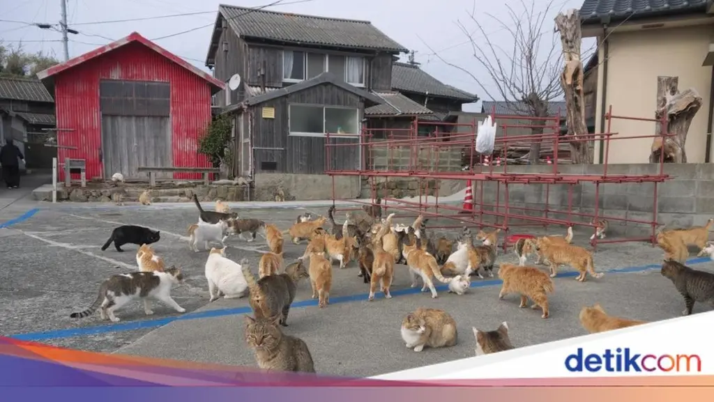 Gato callejero en tu jardín: el truco de The Spruce para ahuyentarlo hoy