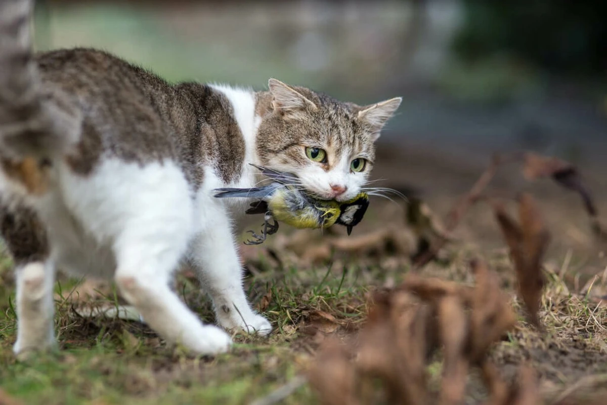 Gato doméstico (Felis catus) y aves: el truco 3-2-1 para un jardín seguro - image 1