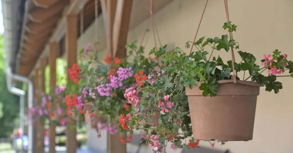 Geranio (Pelargonium) sin flores: el truco del Fósforo para una explosión blanca