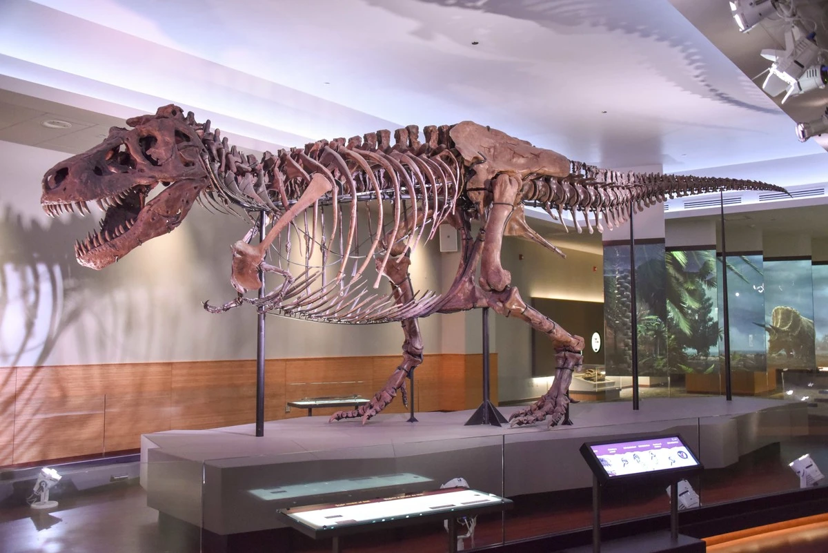 Gigante jurásico: las cicatrices en el T. rex más grande revelan una vida de batallas épicas - image 1