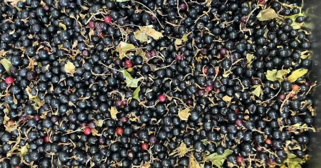Grosella negra: el truco de los 20 gramos de Nitrógeno para una cosecha récord