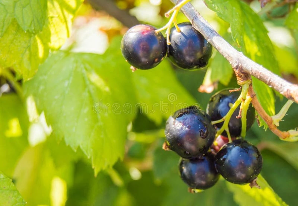 Grosella negra: el truco de los 20 gramos de Nitrógeno para una cosecha récord - image 1