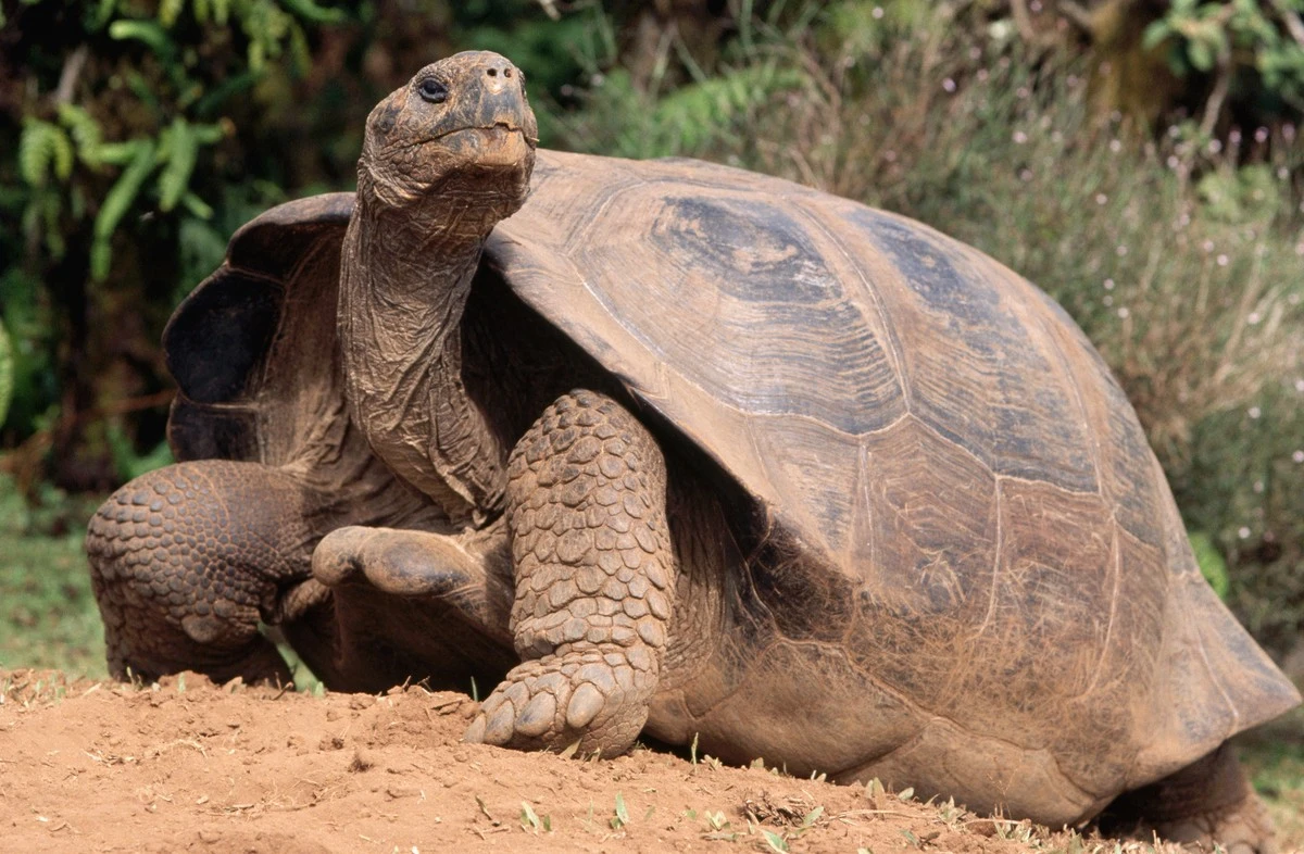 Hallan viva a tortuga gigante dada por extinta hace 100 años: un milagro de la evolución renueva la esperanza - image 1