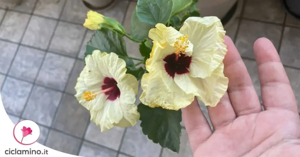 Hibiscus rosa-sinensis sin flores: el truco del potasio para una explosión en 10 días