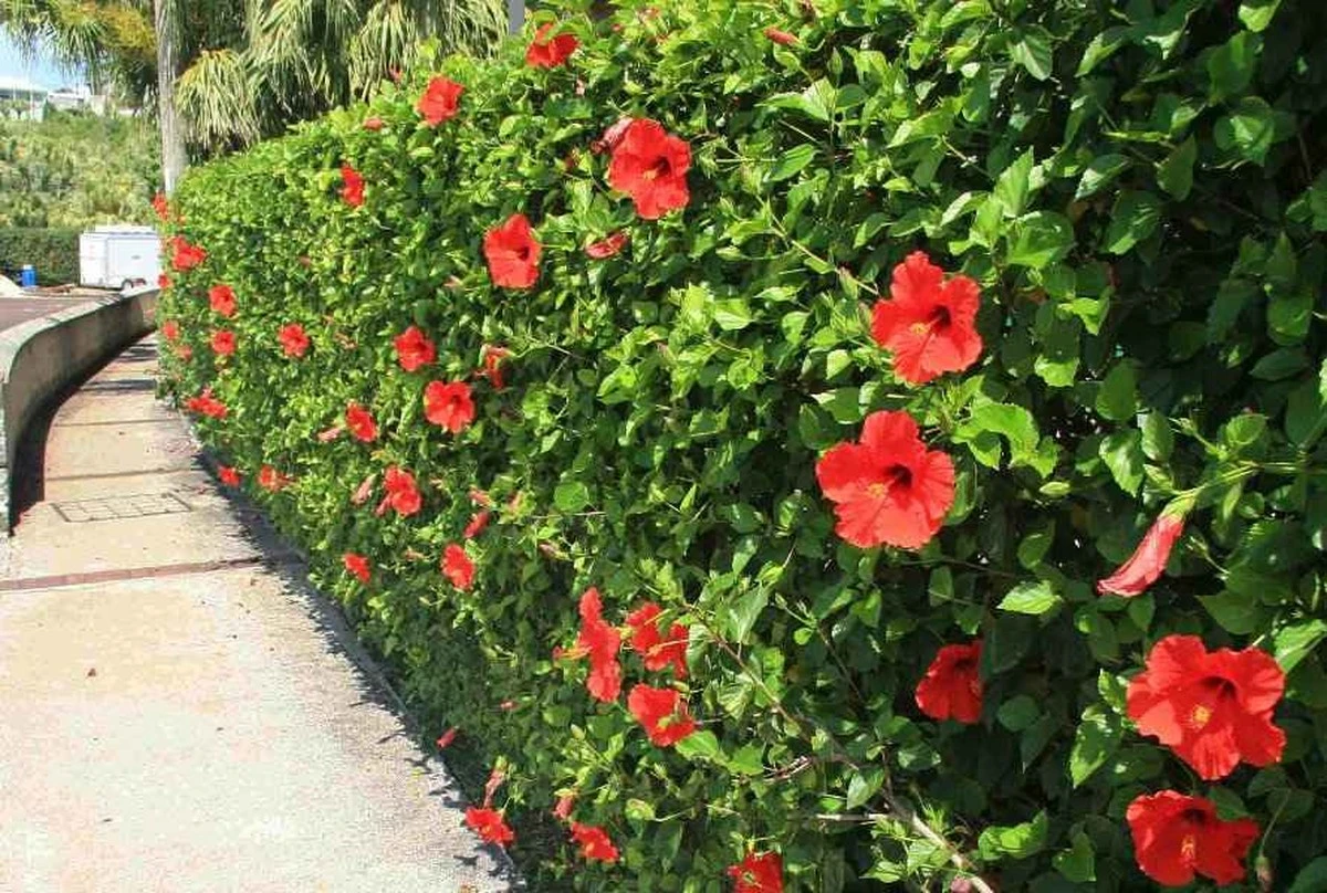 Hibiscus rosa-sinensis sin flores: el truco del potasio para una explosión en 10 días - image 1