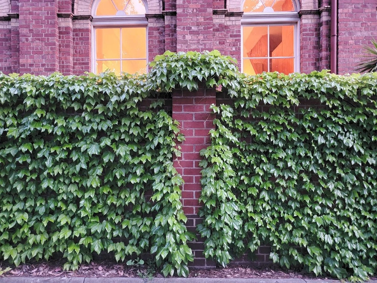 Hiedra en fachadas: la guía definitiva para que tu pared verde deslumbre y dure décadas - image 1