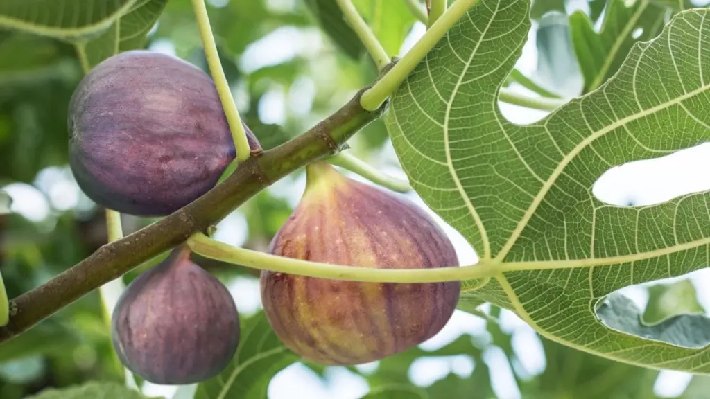 Higuera (Ficus carica): el truco de abril para evitar que los higos caigan