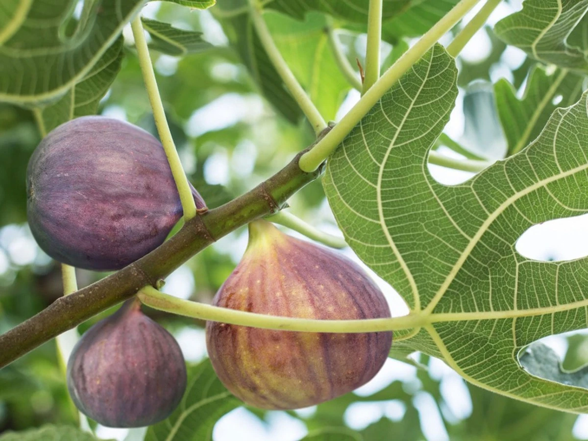 Higuera (Ficus carica): el truco de abril para evitar que los higos caigan - image 1