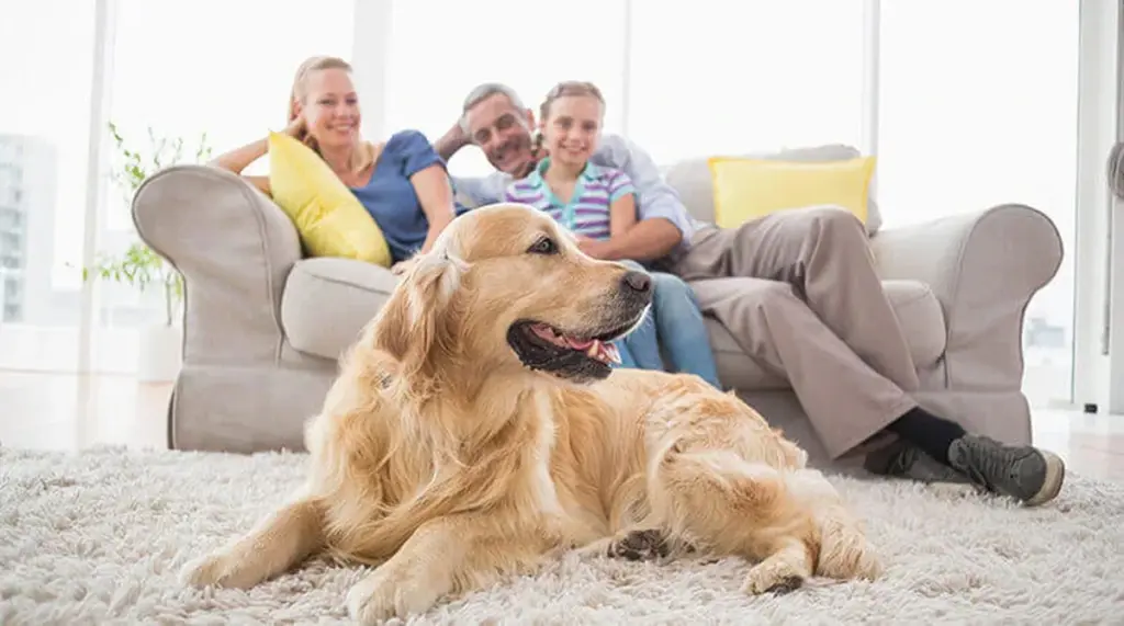 Hogar sin olores ni alergias: el truco definitivo para Perros y Gatos