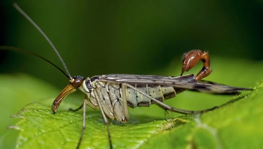 Hojas mordidas: elimina al Otiorhynchus (gorgojo) con el poder de los Nematodos