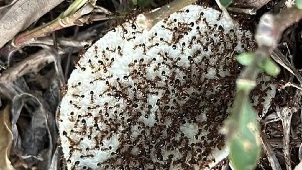 Hormiga roja de fuego (Solenopsis invicta): el plan de Ciudad de Taoyuan para frenarla