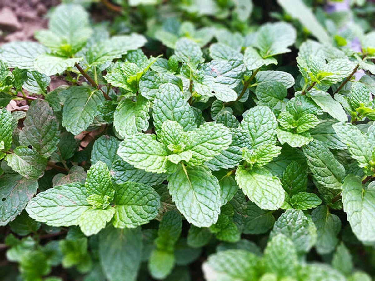 Hortelã vs. Menta: La Diferencia Clave que Cambiará Tu Cocina - image 1