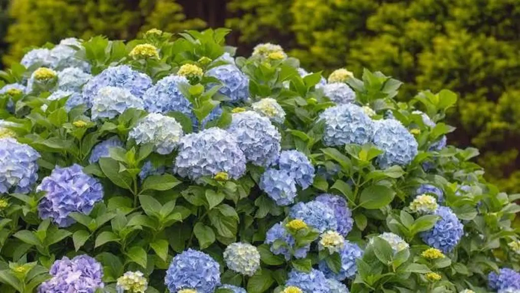 Hortensia azul: usa vinagre de sidra de manzana para cambiar su color