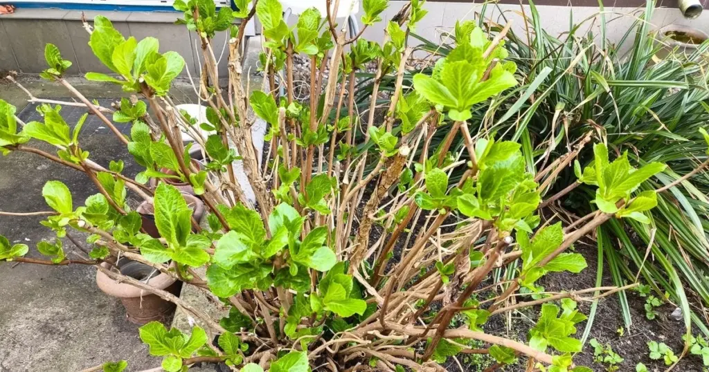 Hortensia: el truco del suelo ácido para que tu Hydrangea macrophylla brille