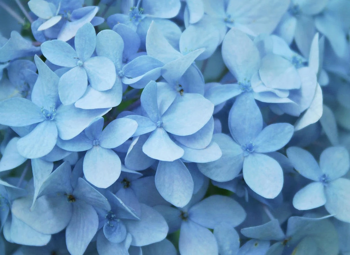 Hortensia: el truco del suelo ácido para que tu Hydrangea macrophylla brille - image 1