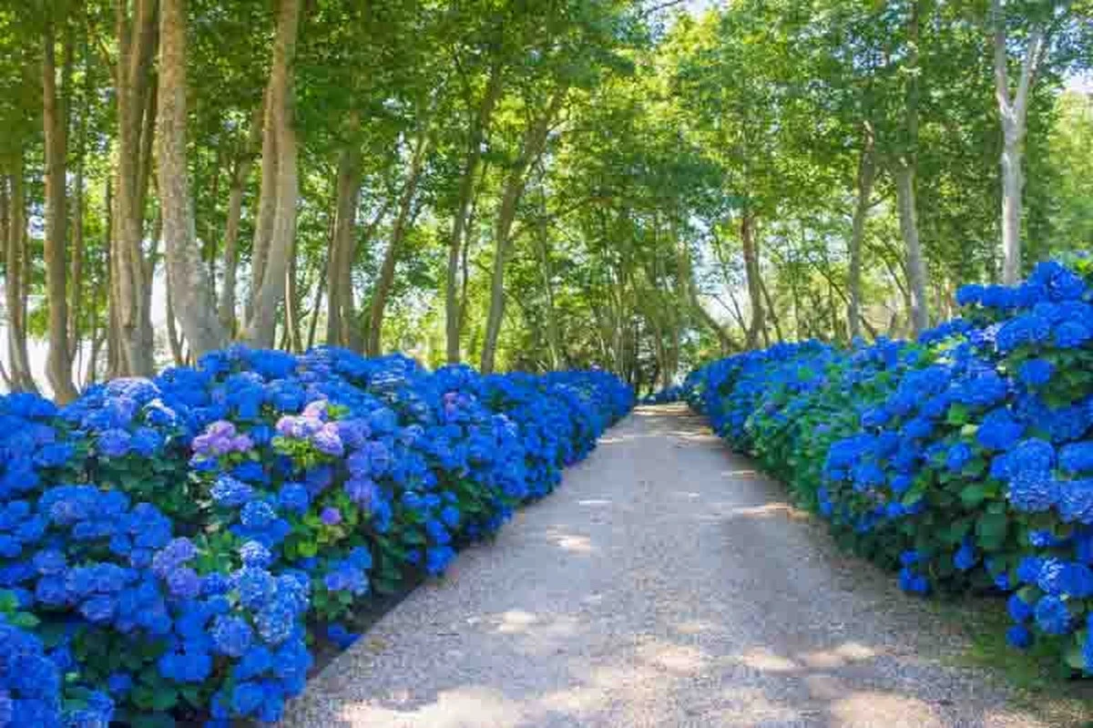 Hortensia marchita: el truco de la naranja para nivelar el pH del suelo - image 1