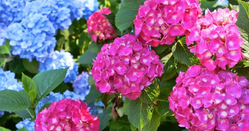 Hydrangea macrophylla radiante: el fertilizante clave para salvar tus flores del calor