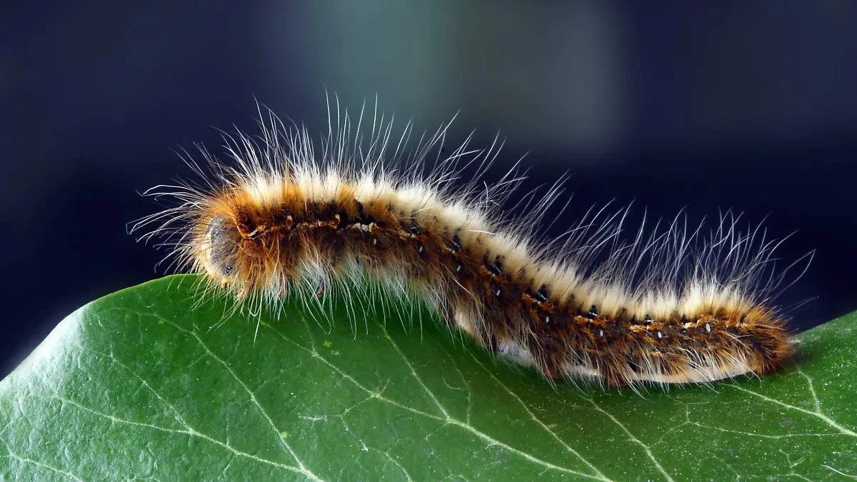Ingenieros en el jardín: los misteriosos insectos 'peludos' con 'picos' largos que no sabías que necesitabas - image 1