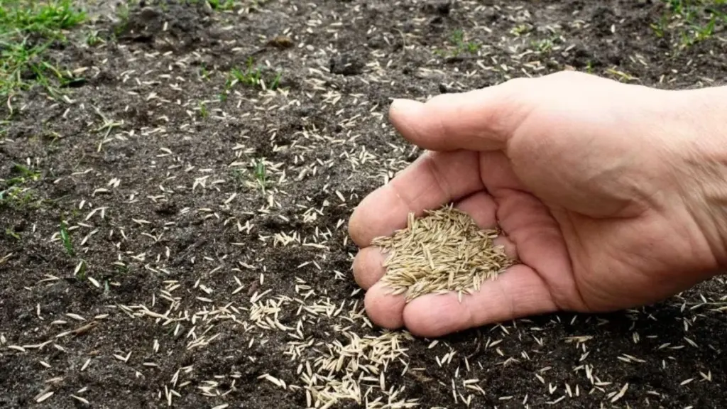Jardín amarillento: el truco del Rye Grass Perenne (Raigrás) para este Otoño