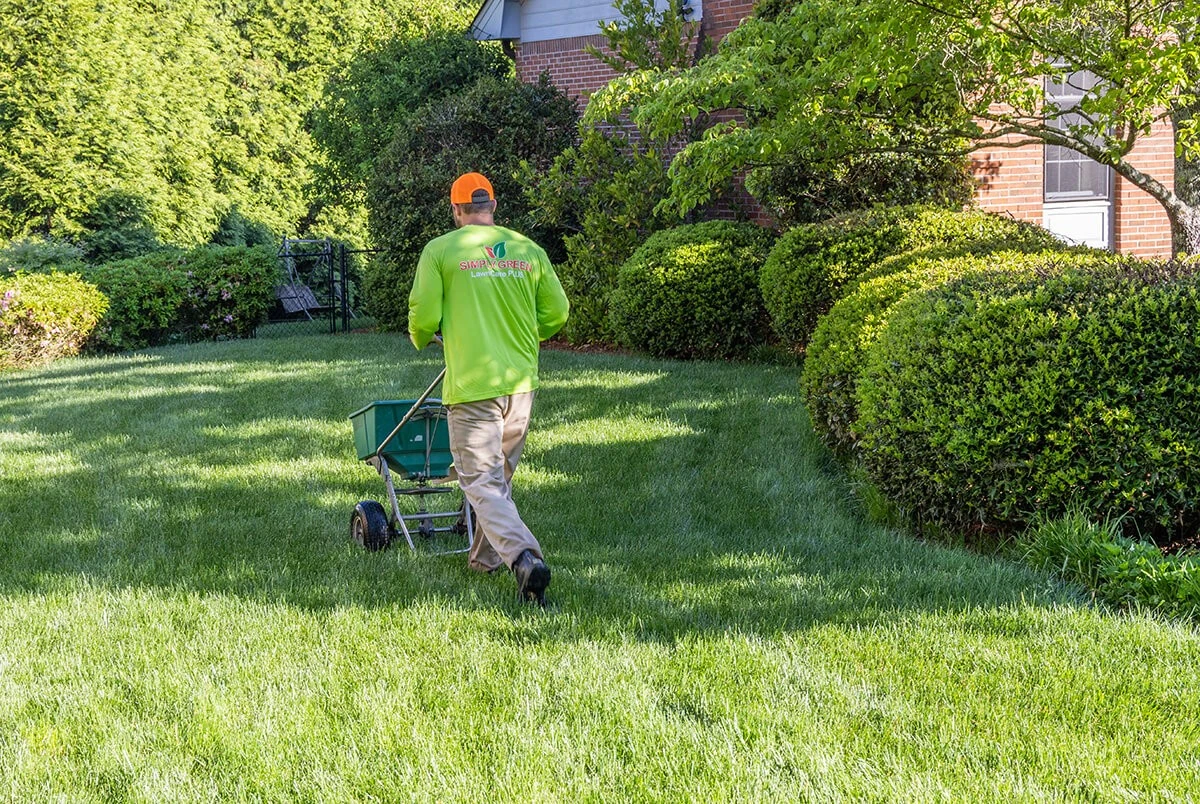 Jardín amarillento: el truco del Rye Grass Perenne (Raigrás) para este Otoño - image 1