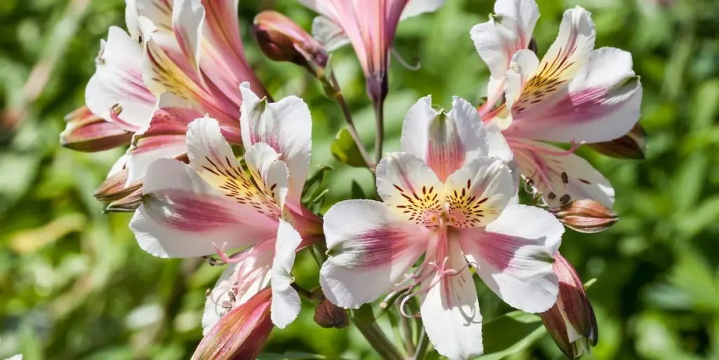 Jardín Blanco de Sissinghurst: el secreto de Sarah Raven para un exterior de lujo
