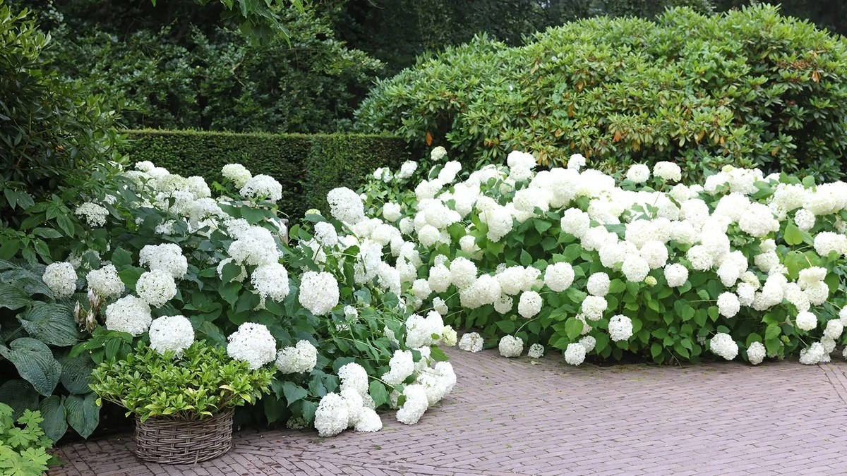 Jardín Blanco de Sissinghurst: el secreto de Sarah Raven para un exterior de lujo - image 1