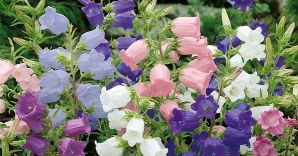 Jardín de hadas bajo el sol: cómo cuidar Aquilegia y Dicentra con calor