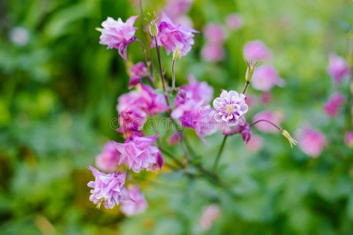 Jardín de hadas bajo el sol: cómo cuidar Aquilegia y Dicentra con calor - image 1