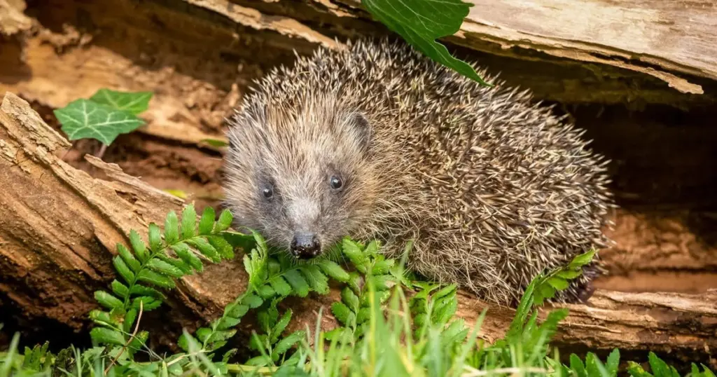 Jardín en abril: el truco del desorden para la conservación de la naturaleza
