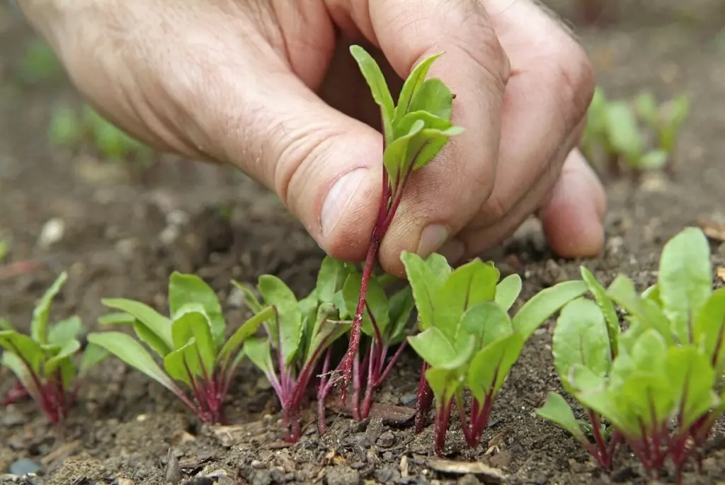 Jardín en Abril: el método de Gardeners’ World para salvar tus plantas